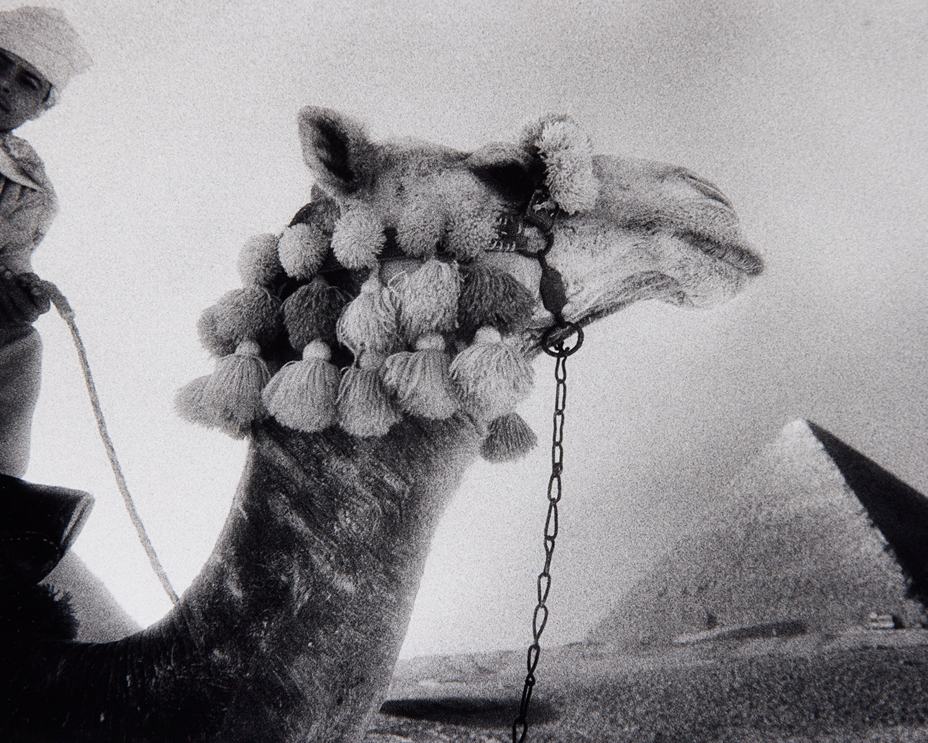 Dressed Camel at Pyramids of Giza