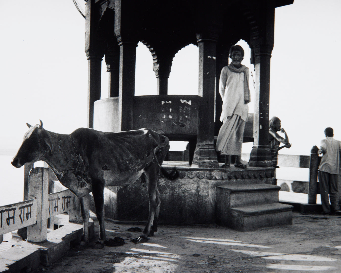 Man and Cow in Varanasi India